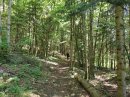 Bois privé entre l'Adroit et Combe Missey